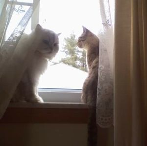 Meet your Posher, Helen